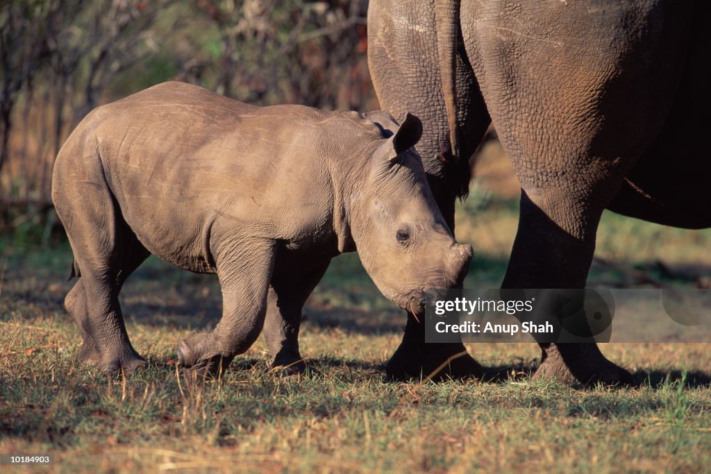 WHITE RHINOCEROS CALF (CERATOTHERIUM SIMUM)