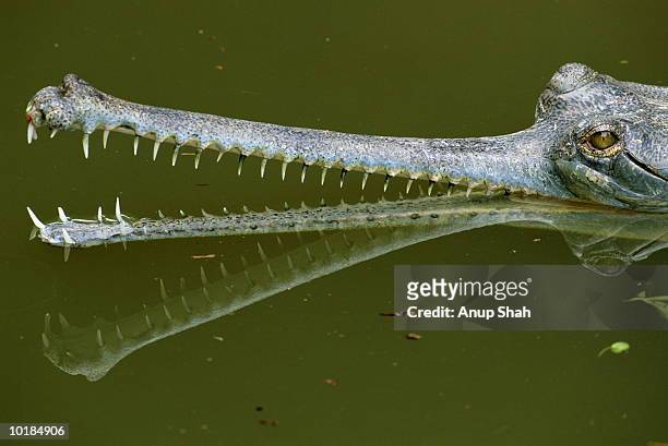 false gharial, close-up - indian gharial stock pictures, royalty-free photos & images