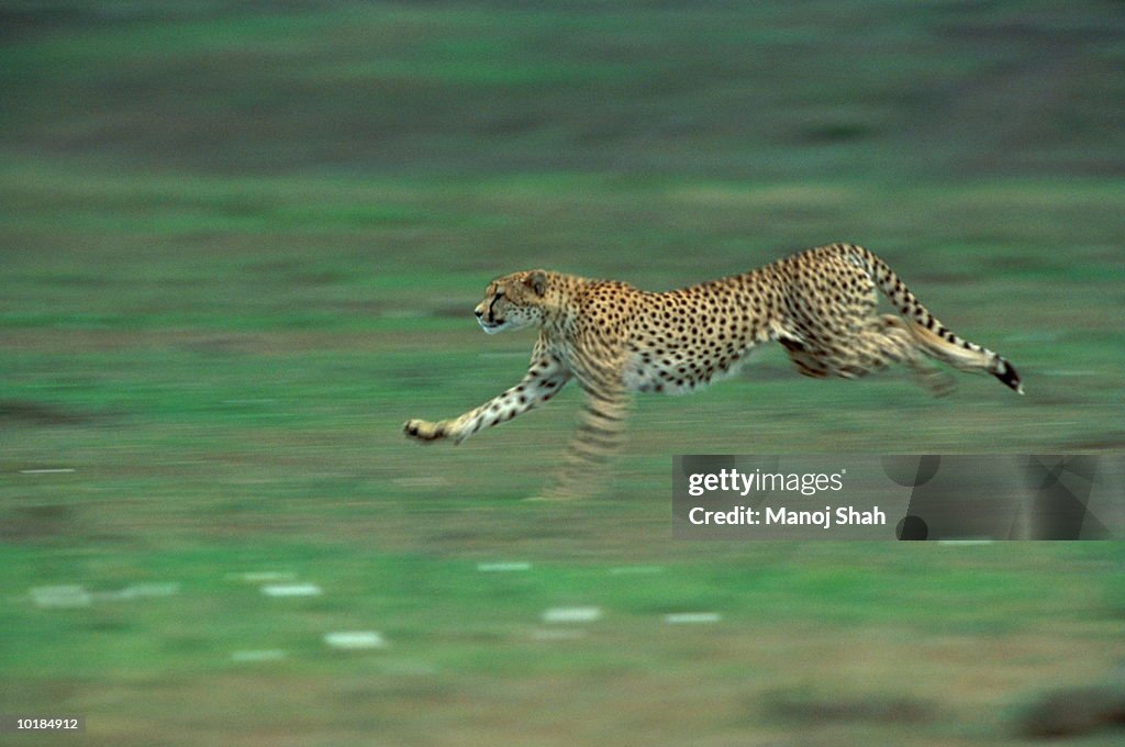 CHEETAH (ACINONYX JUBATUS) RUNNING, MAASAI MARA, KENYA, AFRICA