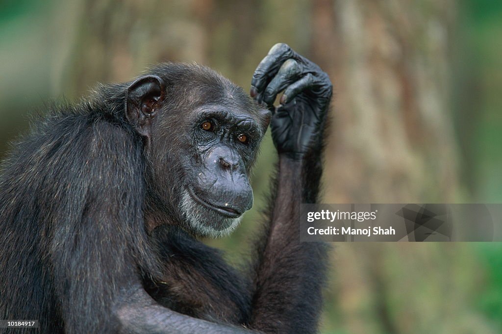 CHIMPANZEE (PAN TROGLODYTES) CLOSE-UP, OL PEJETA, KENYA, AFRICA