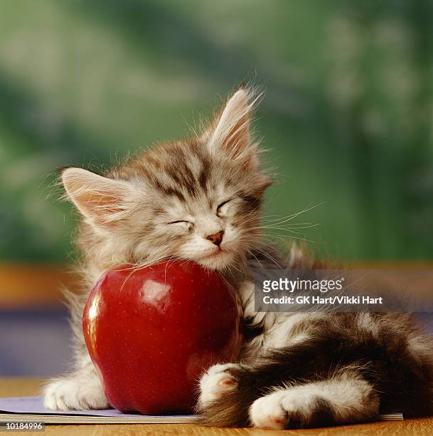 kitten sleeping on apple in classroom - kittens sleeping stock pictures, royalty-free photos & images