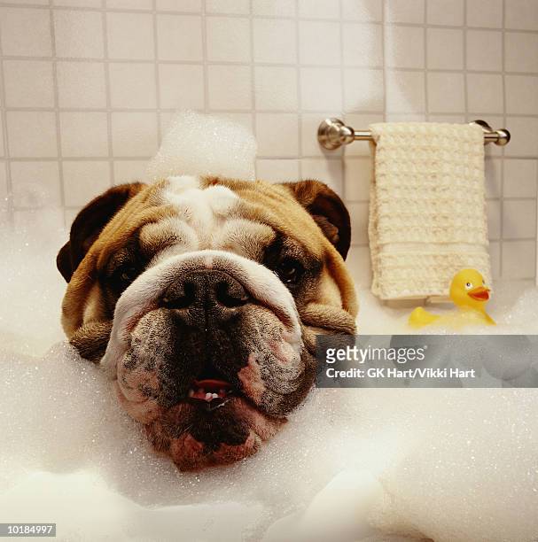 dog in bathtub with bubbles - dog bath stock pictures, royalty-free photos & images