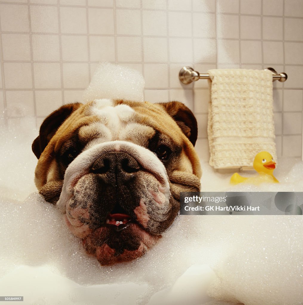DOG IN BATHTUB WITH BUBBLES