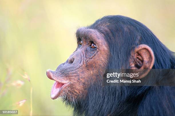 chimpanzee (pan troglodytes) pulling facial expression, kenya, africa - common chimpanzee stock pictures, royalty-free photos & images