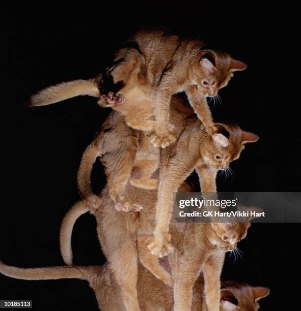 What To Do If Your Cat Falls?