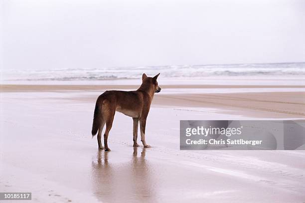 australia, queensland, fraser island, dingo on beach - dingo imagens e fotografias de stock