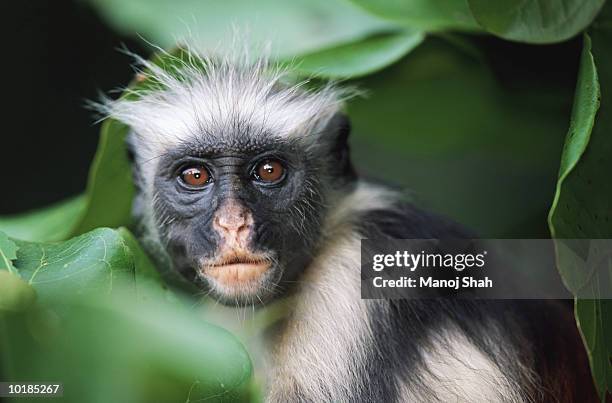 zanzibar red colobus monkey (colobus badius kirkii), close-up - leaf monkey stock pictures, royalty-free photos & images