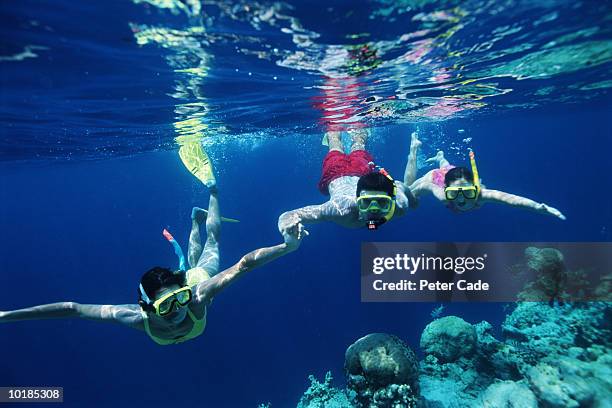 family snorkelling - snorkel stock pictures, royalty-free photos & images