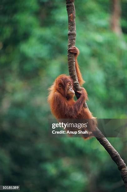 indonesia, gunung leuser nat. park, orang utan infant - leuser orangutan stock pictures, royalty-free photos & images