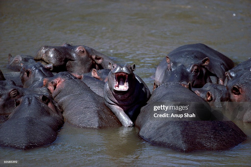 HIPPOPOTAMI IN RIVER (HIPPOPOTAMUS AMPHIBIUS)