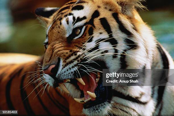 Tiger Rugiendo Tiger Roaring Closeup High-Res Stock Photo - Getty Images