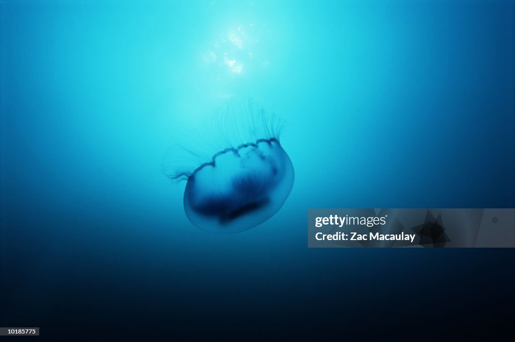 JELLYFISH (CEPHEA SP.), RED SEA, EGYPT