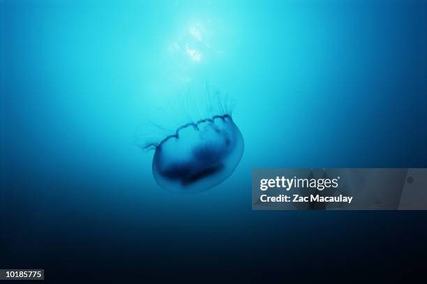 Jellyfish Red Sea Egypt High-Res Stock Photo