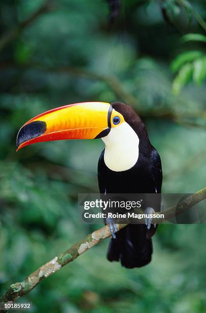 toco toucan (ramphastos toco) perched on branch, brazil - toco toucan stock pictures, royalty-free photos & images