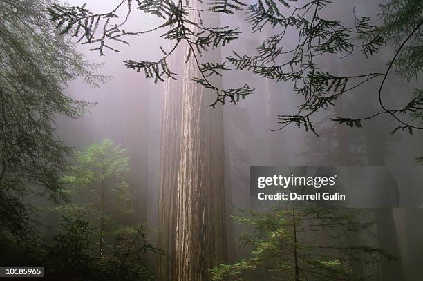 sunlight through fog and redwoods (sequoia sempervirens) - secoya fotografías e imágenes de stock