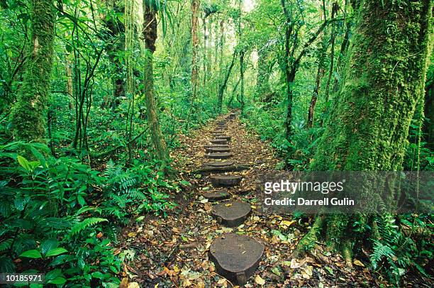 stepping stones through rainforest - モンテベルデ雲林保護区 ストックフォトと画像