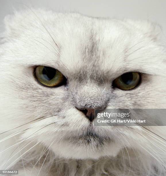 How Rude Cat Rude Cat Photos and Premium High Res Pictures - Getty Images