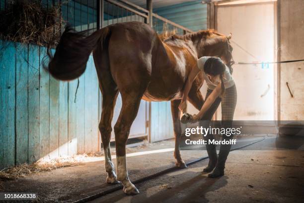 jonge vrouw is het reinigen van paard van hoof in stal - bay horse stockfoto's en -beelden