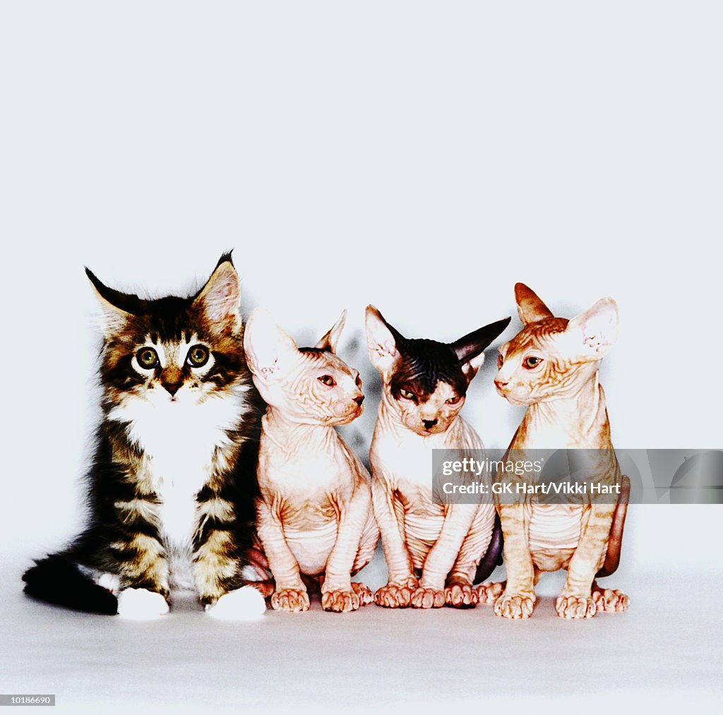 MAINE COON & THREE SPHINX CATS IN ROW