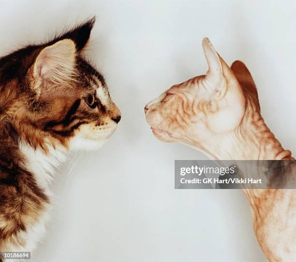 maine coon & sphinx cats face to face - ugly cat stockfoto's en -beelden