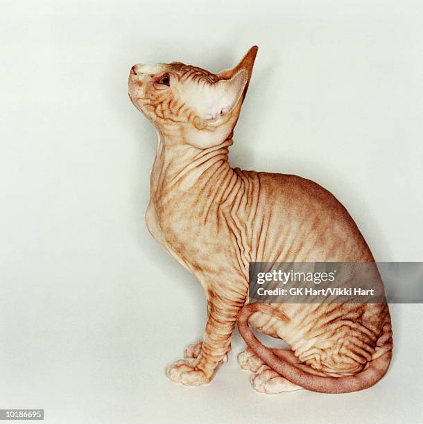 hairless sphinx cat looking upward - ugly cat stock pictures, royalty-free photos & images