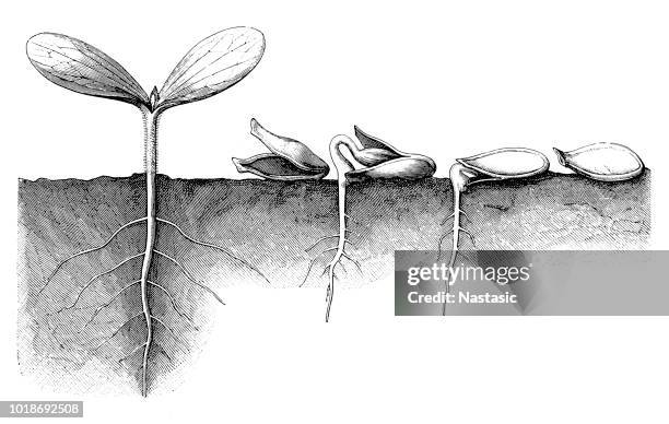 pudding kürbis cucurbita pepo saatgutentwicklung - squash seeds stock-grafiken, -clipart, -cartoons und -symbole