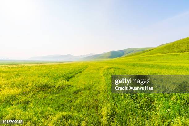 landscape of a green field with sky. - backlight　green ストックフォトと画像