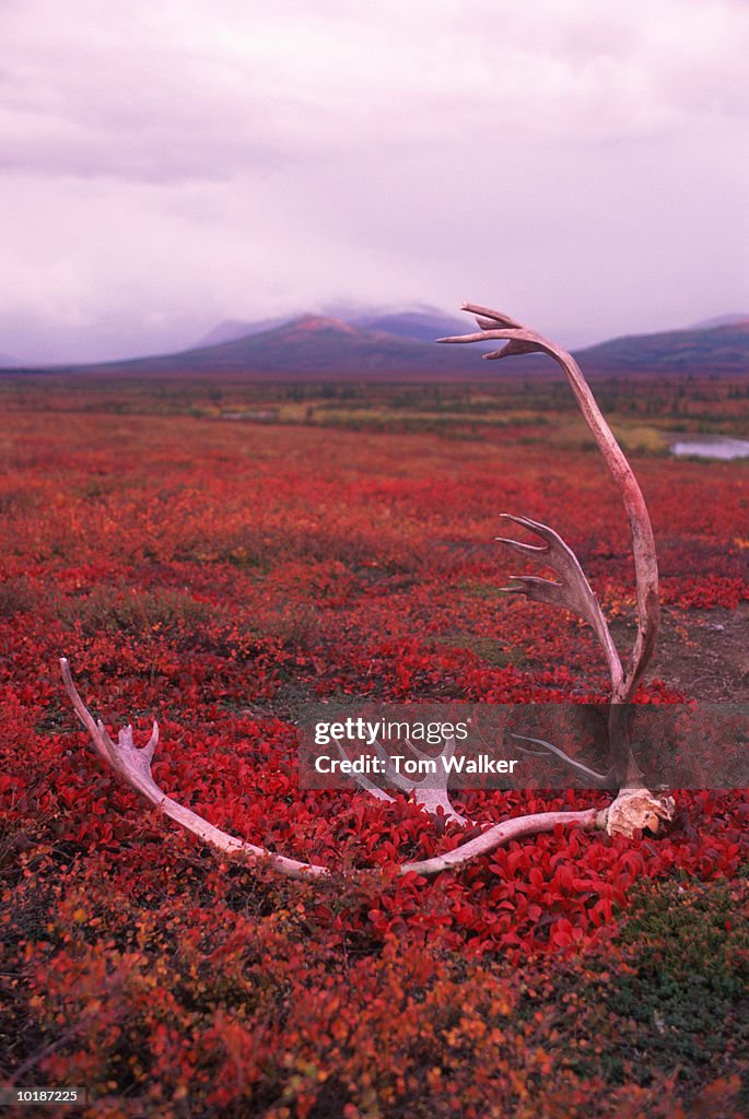 CARIBOU ANTLERS, KOBUK VALLEY NATIONAL PARK, ALASKA, USA, TUNDRA