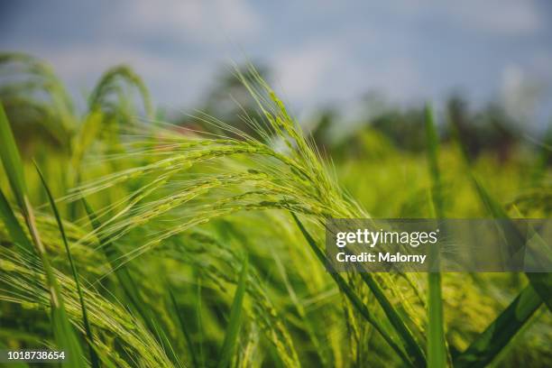 close up of rice fields. ubud, bali, indonesia. - wilde rijst stockfoto's en -beelden