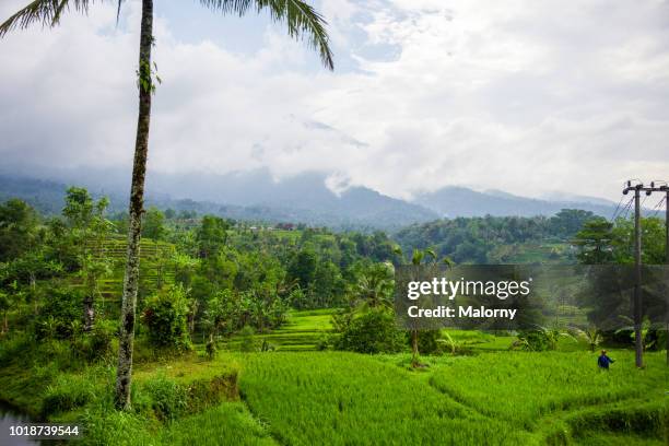 terraced rice fields. jatiluwih, bali, indonesia. - jatiluwih rice terraces stock pictures, royalty-free photos & images