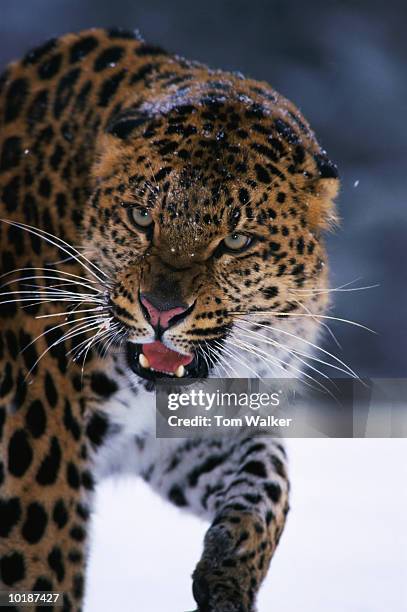 male amur leopard walking, close up - amur leopard stock-fotos und bilder