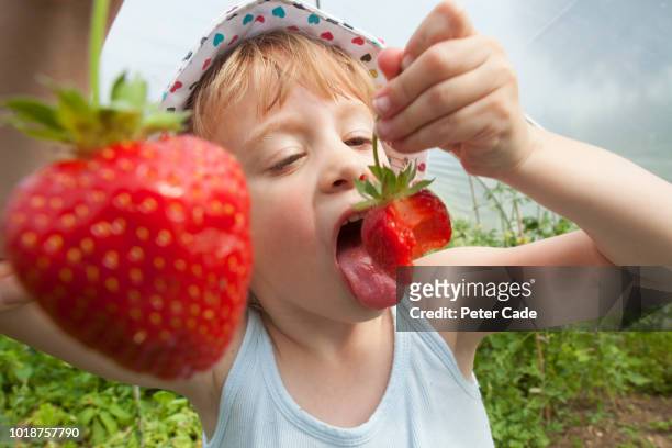 young girl eating strawberries after picking them - girl open mouth bildbanksfoton och bilder