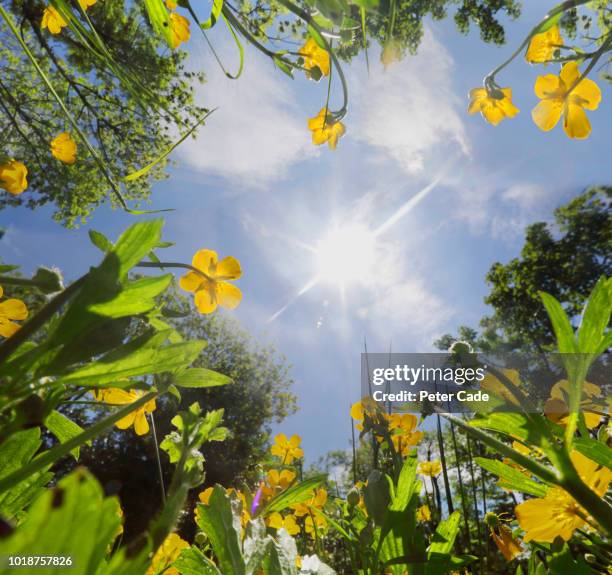 view up through grass and buttercups to blue sky - photosynthesis stock pictures, royalty-free photos & images