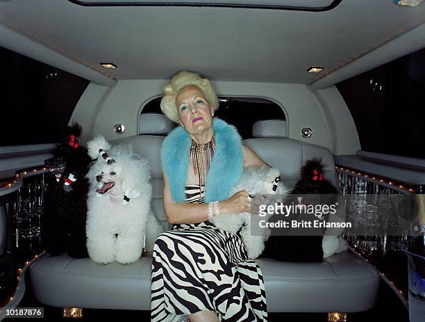 mature woman in back of car with poodles, portrait - glamour stock-fotos und bilder