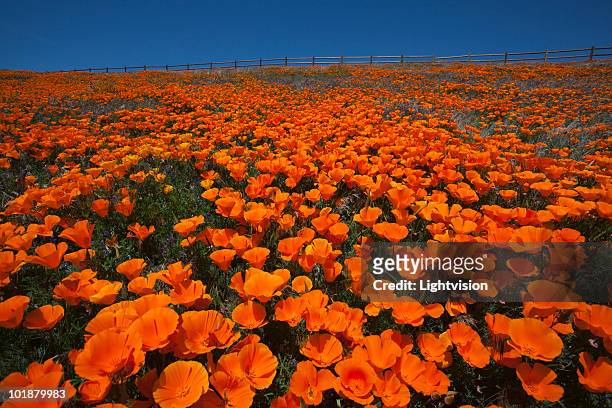 poppies in antelope valley, california - antelope valley poppy reserve stock pictures, royalty-free photos & images