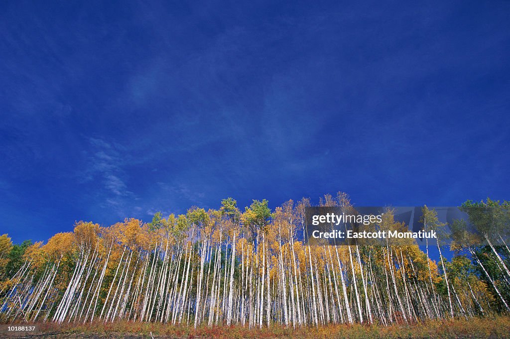 ASPEN & WHITE BIRCH GROVE IN AUTUMN