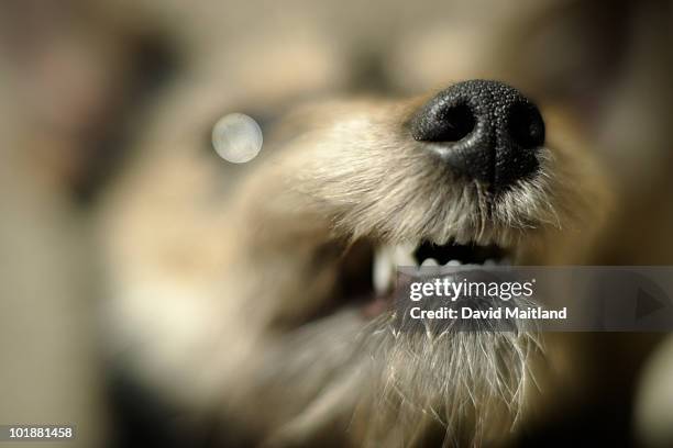 domestic dog snarling - ladrando fotografías e imágenes de stock