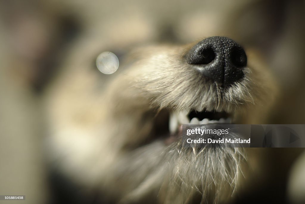 Domestic Dog snarling