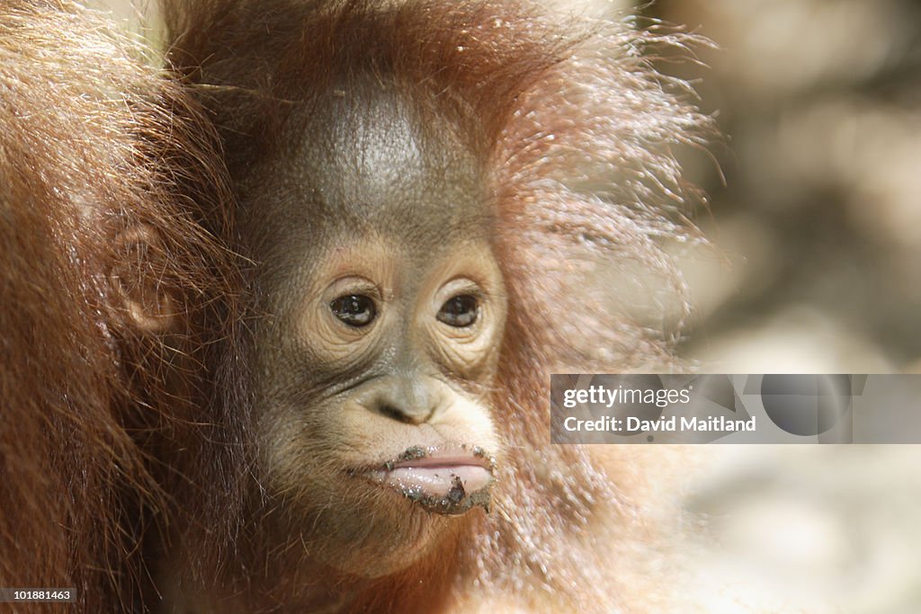 Infant Orangutan (Pongo pygmaeus pygmaeus)