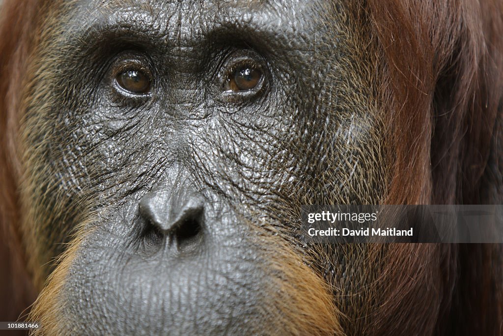 Female Orangutan (Pongo pygmaeus) portrait