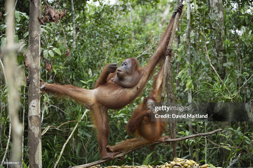 Orangutans (Pongo pygmaeus pygmaeus) feeding
