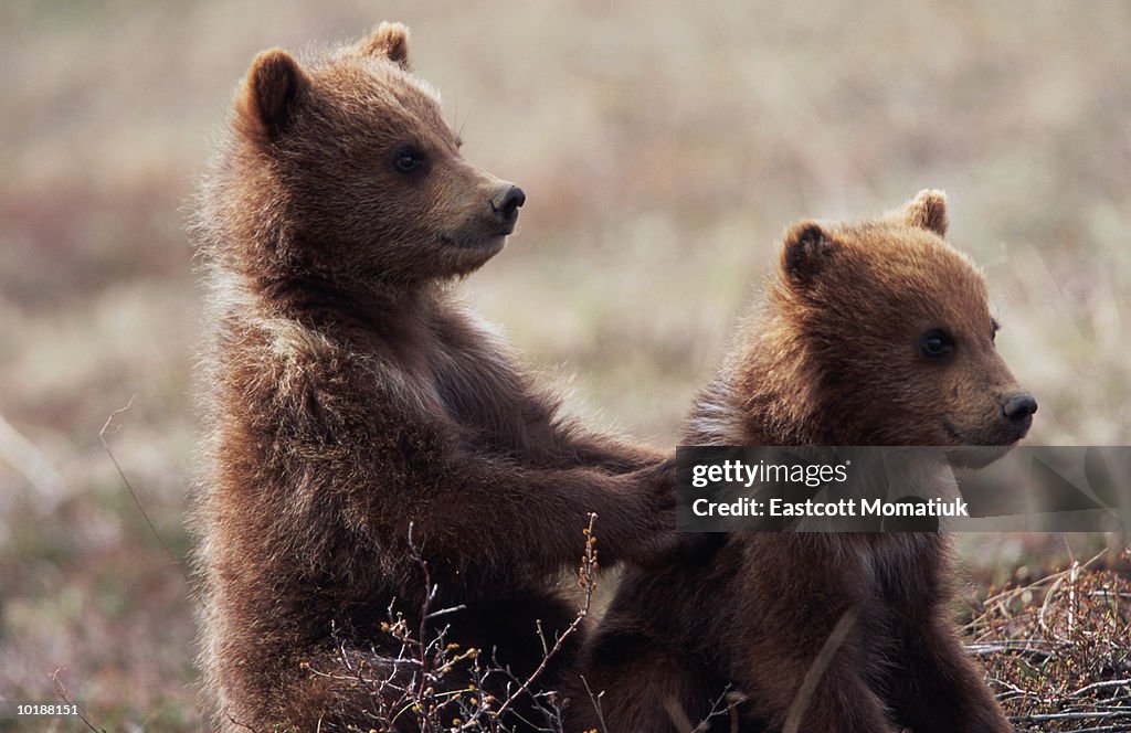 USA, Alaska, Denali National Park, brown bear cubs (ursus arctos)