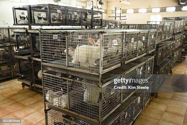 Open Caging Lab Lab Cages Photos et images de collection - Getty Images