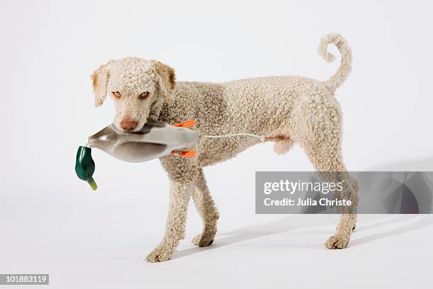 a portuguese waterdog holding a toy duck in its mouth - portuguese water dog stock pictures, royalty-free photos & images