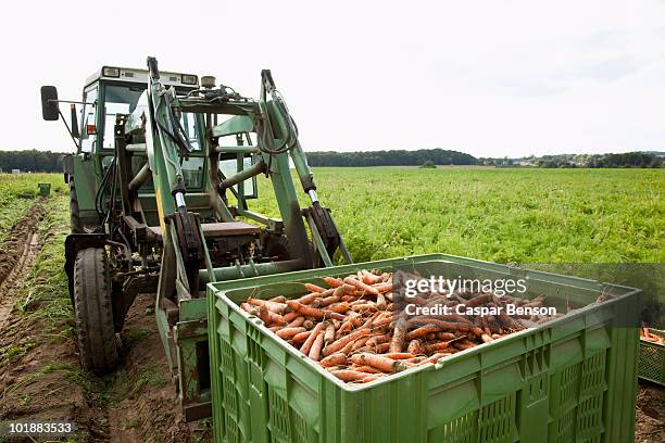 a tractor with a large crate filled with harvested carrots - carrot farm stock pictures, royalty-free photos & images