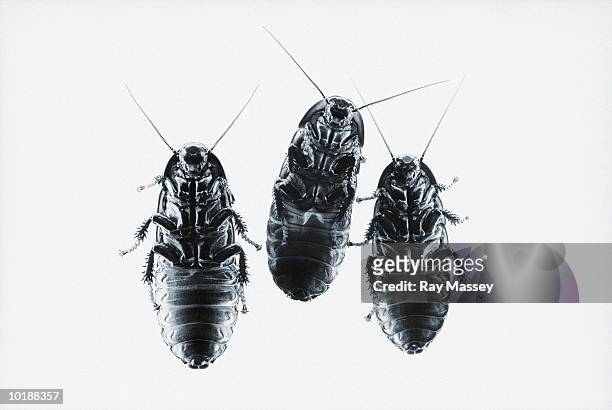 three hissing madagascan cockroaches (gromphadorina portentosa) - cockroaches stockfoto's en -beelden