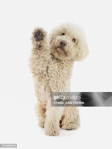 a portuguese waterdog raising its front paw - garra fotografías e imágenes de stock
