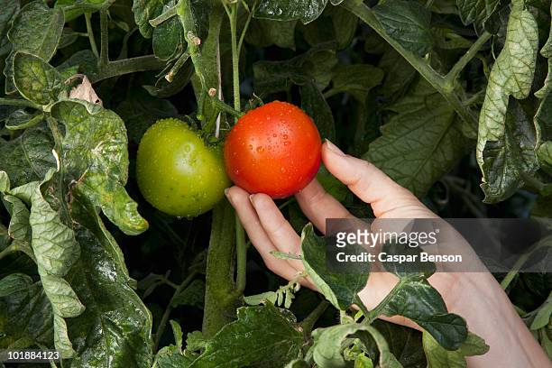 detail of a woman touching a ripe tomato growing on a vine - mogen bildbanksfoton och bilder