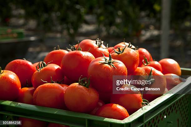 a pile of organic tomatoes in a crate - tomato harvest ストックフォトと画像