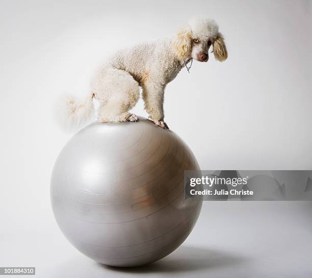 a poodle standing on an exercise ball - animal tricks stock pictures, royalty-free photos & images